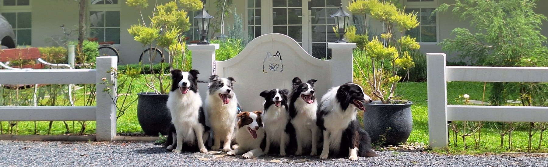 Border collies at the gate of Mr. Brown Khaoyai